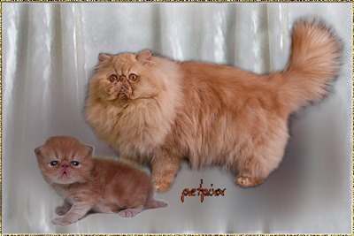 Just-4-Fun RedPepper ... red-tabby non-agouti male 1,5 years and 4 weeks old