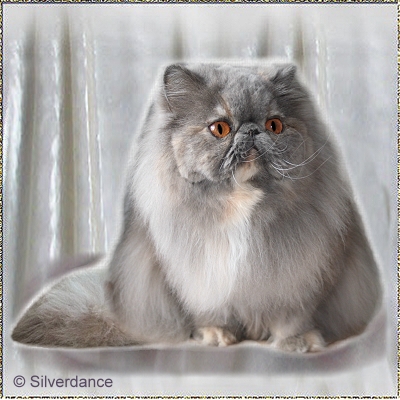 Kikiland Folie B of Silverdance ... blue-cream female 3 years old