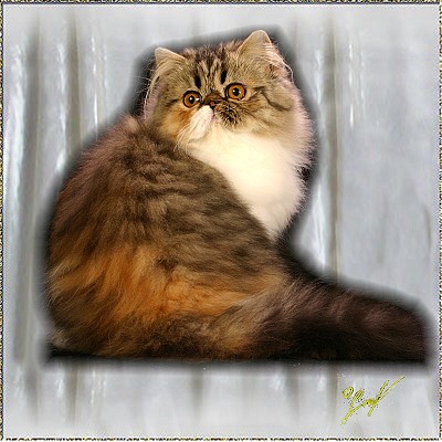Roggensteins Fancy Delight ... Brown-Patched-Tabby-White mackerel female 4 months old