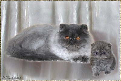 Silverdance Diamond In Blue ... blue-smoke female 4 weeks and 5,5 months old