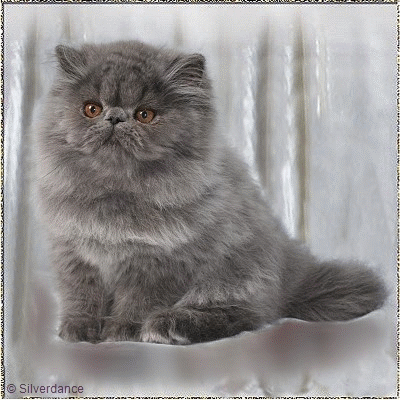 Silverdance Blue King of Purrbridge ... blue male 12,5 weeks, 6 months and 1 year and 7 months old