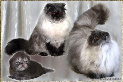 Silverdance Feeling Love Tonight of Jay ... black-smoke male 2,5 weeks, 6 months and 8 months old