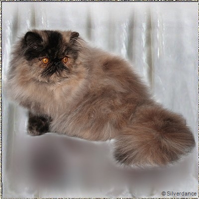 Silverdance Harmony In My Heart ... tortoiseshell female 5 months old