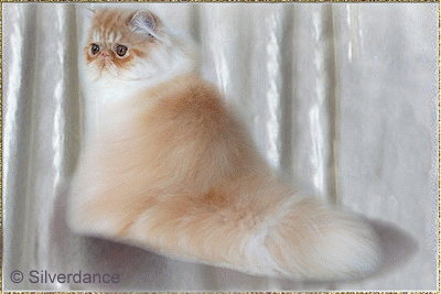 Silverdance Ice Teddy Bear ... red-smoke male 6 and 9 months old