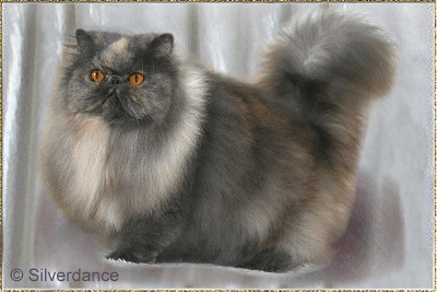 Silverdance Jewel ... blue-cream-smoke female 8,5 months and 5 years 4 months old