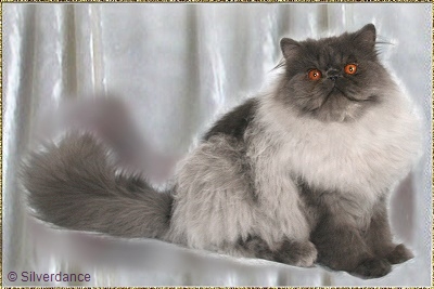 Silverdance Muffin In Powder ... blue-smoke male 6 months old