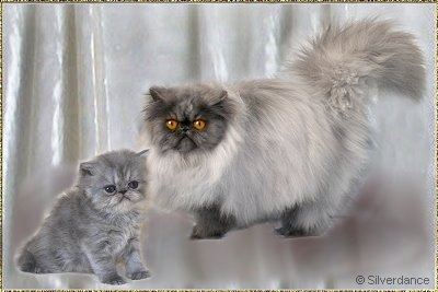 Silverdance My Fair Lady of Tukaz ... blue-smoke female 4,5 weeks and 8 months old