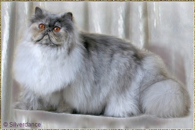 Silverdance Nice Fantasy ... blue-cream-smoke female 8,5 months old