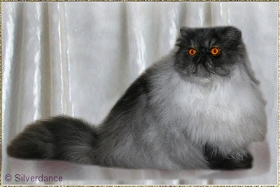 Silverdance Rendezvous For Night ... black-smoke male 8 months old