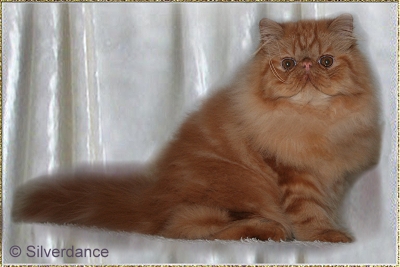 Silverdance Tango Fire ... red male 5,5 months old
