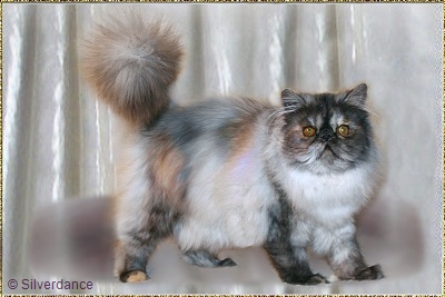 Silverdance Love Me Tender ... tortoiseshell smoke female 5,5 months old