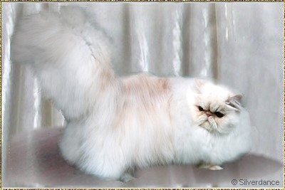 Pele-Mele's Silver Sunshine On Ice of Silverdance ... red-shaded-cameo female 7,5 months old