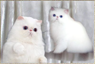 Revillion Twinkle in Your Eyes of Snowbell ... white blue eyes  female