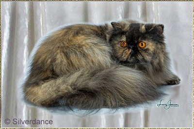Yellicle's Medley of Silverdance ... tortoiseshell female 1 year and 6 months old