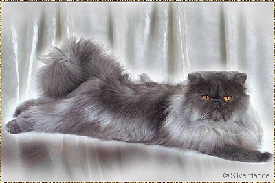 My Fantasy´s Blue Ice Sensation of Silverdance ... blue-smoke male 18,5 months old