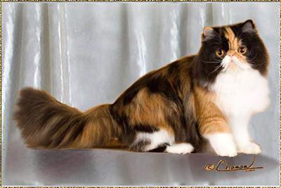 Crayola Cats Tapestry ... calico girl 8 months old