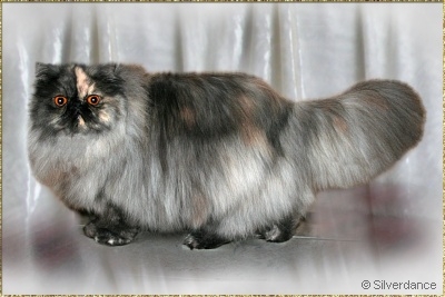 Estagel Candygirl of Silverdance ... tortie-smoke female 2 years 10 months old