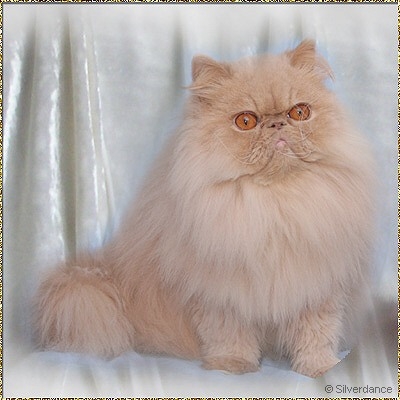 By Sullivans Moses of Silverdance ... cream male 3 years old