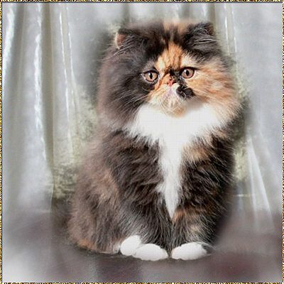 Schelby Cat´s Scarlet ... tortie-white-tuxedo (calico) female