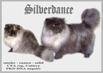 Silverdance Persians