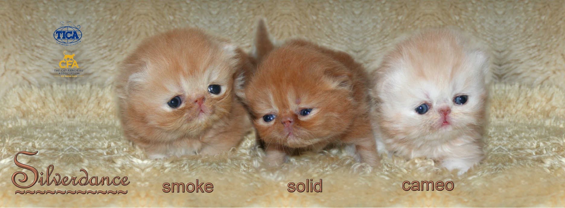 Silverdance Persians - CFA & TICA cattery for smoke persians & solid persians & cameo persians