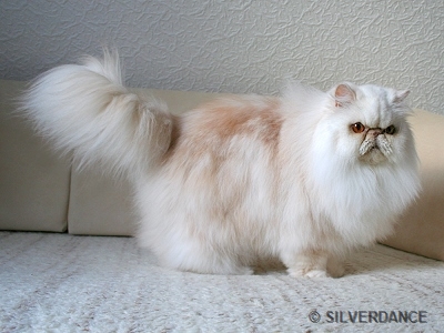 CFA CH/GEC Pele-Mele's Silver Sunshine on Ice of Silverdance