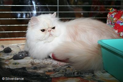 CFA CH/GEC Pele-Mele's Silver Sunshine on Ice of
Silverdance