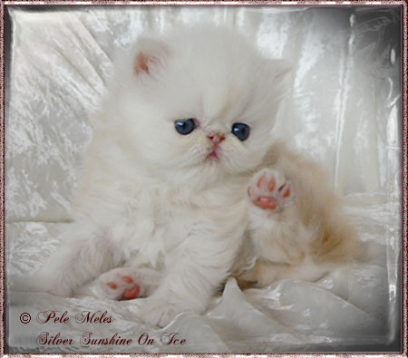 CFA CH/GEC Pele-Mele's Silver Sunshine on Ice of
Silverdance