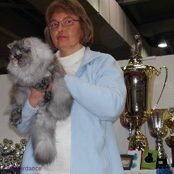 CFA CH & TICA CH/EC Silverdance Sweet Ice Princess