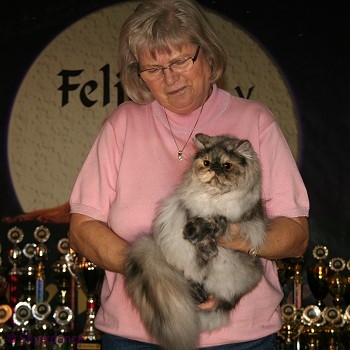 CFA CH & TICA CH/EC Silverdance Sweet Ice Princess