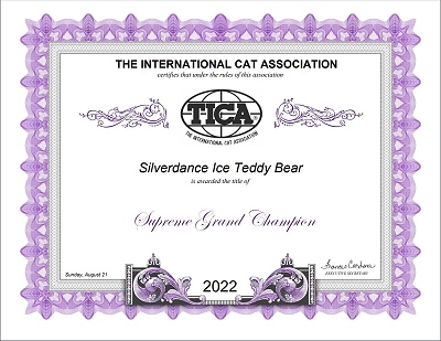 TICA RW SGC/EC Silverdance Ice Teddy Bear
