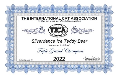 TICA RW SGC/EC Silverdance Ice Teddy Bear