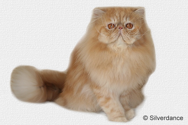 TICA RW, SGC, WC Silverdance Ice Teddy Bear