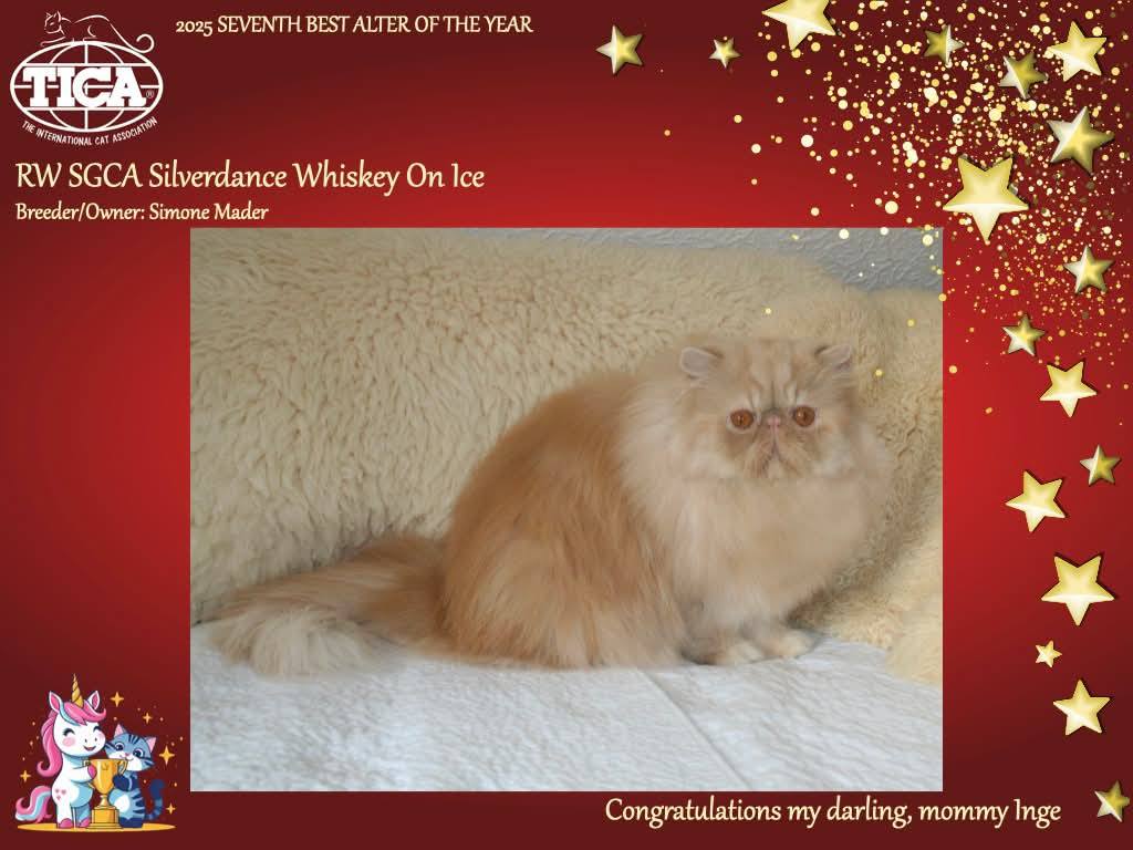 TICA SGCA / JuCH Silverdance Whiskey On Ice